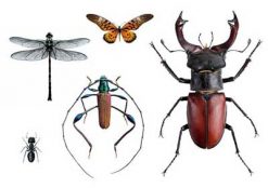 Midlertidig tatovering med insekter. Bille tatovering