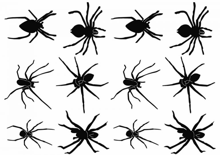 Edderkoppetatoveringer, edderkop, edderkopper, sorte edderkopper falske tatoveringer.